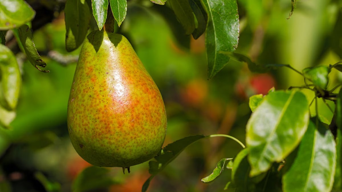 A close-up of a ripe pear hanging from a tree branch in summer sunlight.